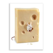 Cheese